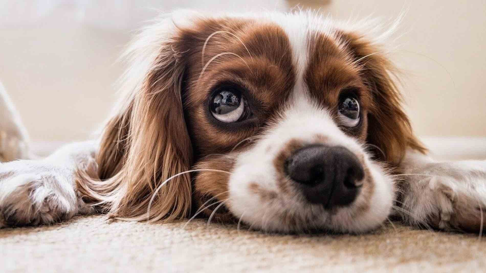 Ley de bienestar animal: ¿te pueden echar del piso por tener una mascota?