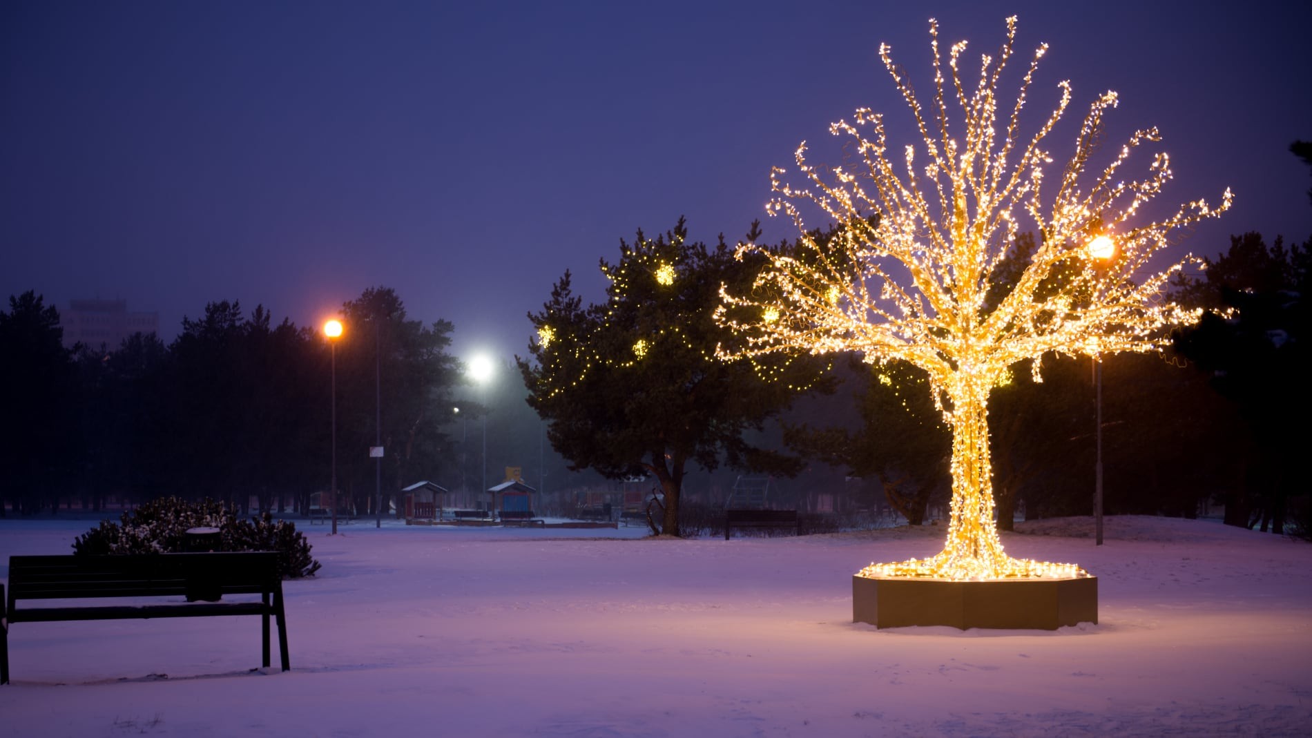 Precio de la luz jueves, 5 de enero de 2023 Arbol con luces de Navidad