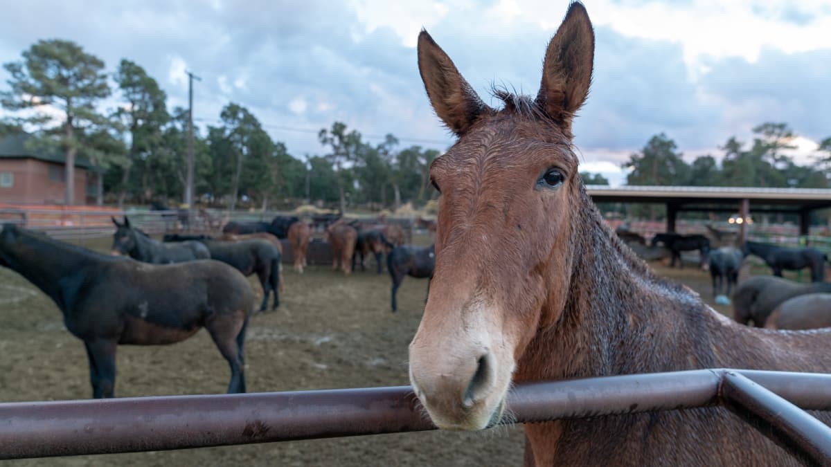 Ley del Bienestar Animal: Qué pasa con los animales que trabajan