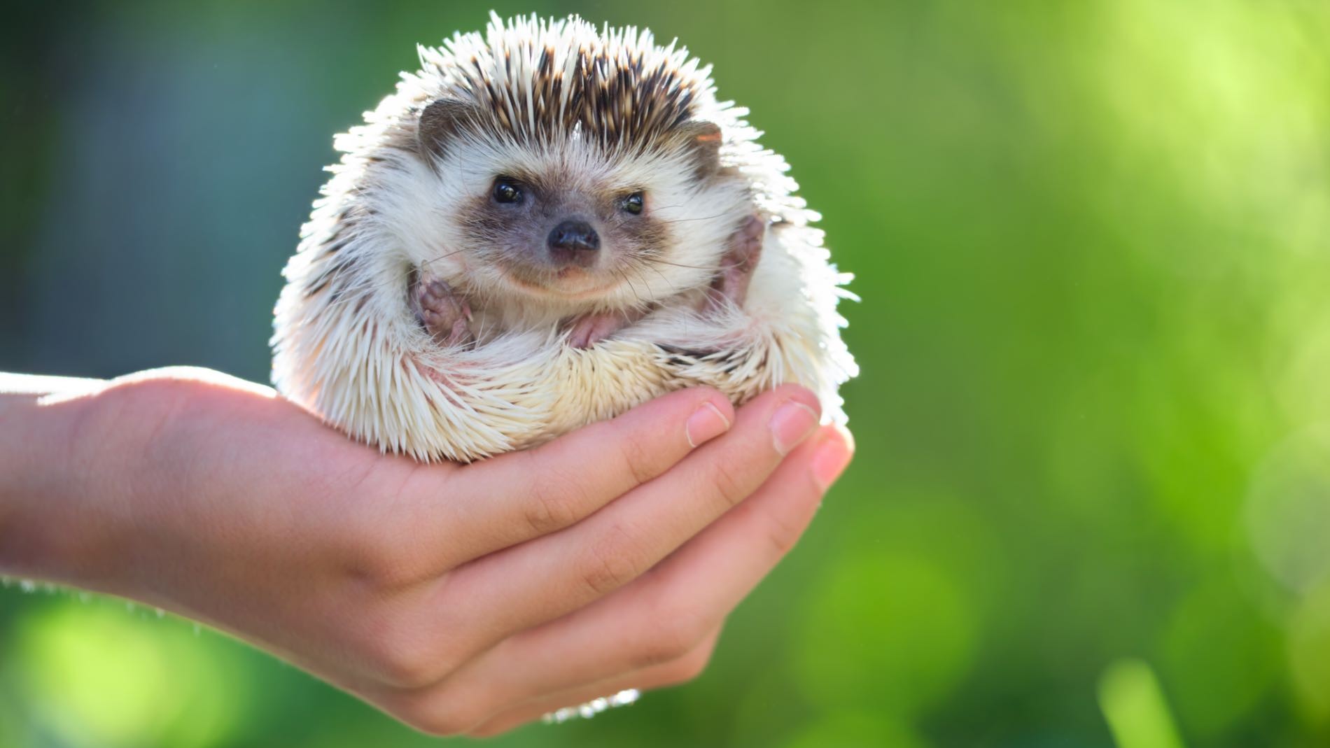 Las 24 prohibiciones de la Ley de Bienestar Animal mascota encerrada en un balcón
