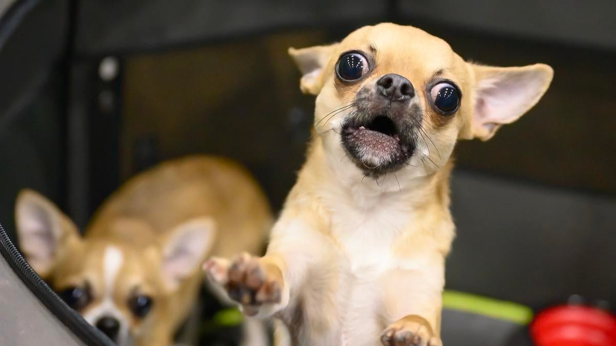 Así funciona el examen para los dueños de los perros con la Ley de Bienestar Animal La Ley de Bienestar Animal cambia y ahora será necesario pasar un test de sociabilidad