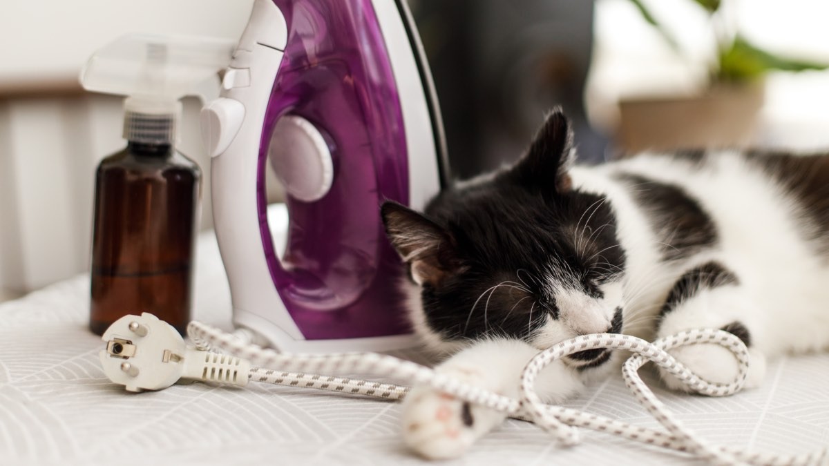 Precio de la luz viernes, 17 de marzo de 2023. gato durmiendo sobre una plancha
