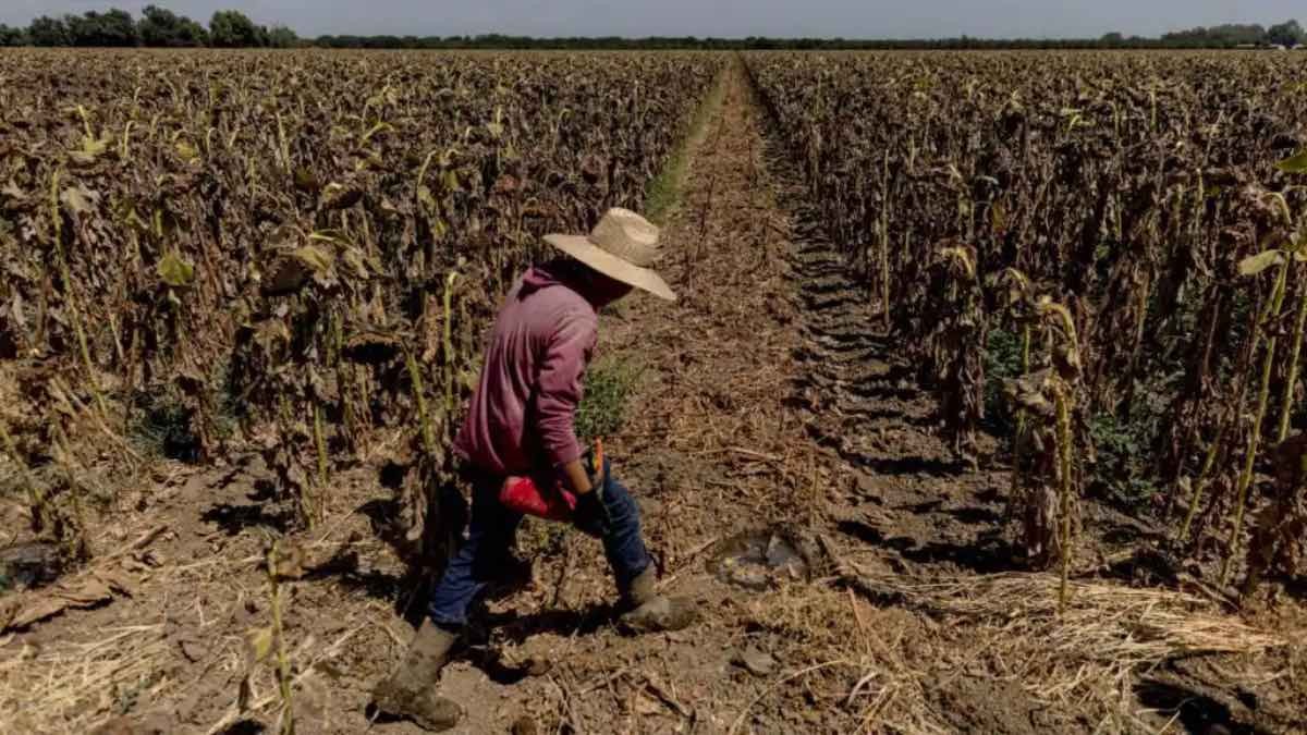 ayudas del Gobierno de España para agricultores y ganaderos