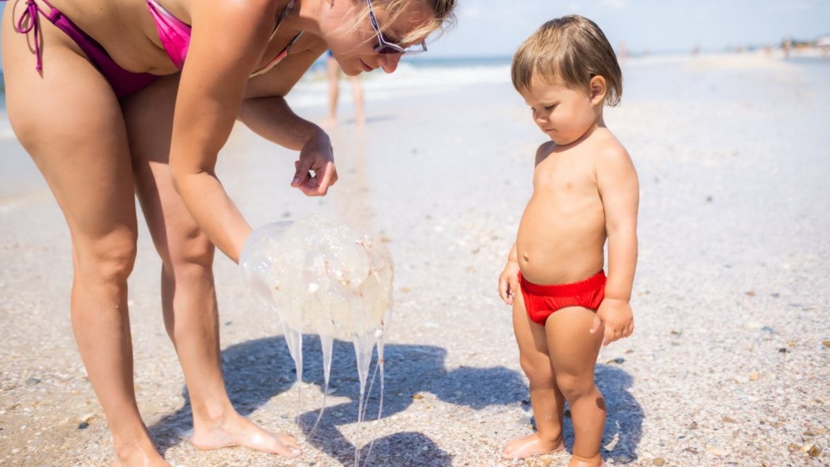 Así puedes saber cuáles son las playas libres de medusas madre mostrando medusas a su hijo