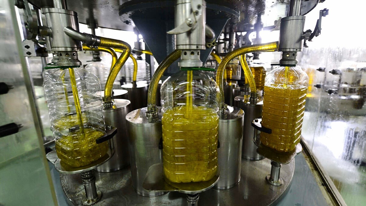 Trabajadores de la aceituna durante el vareo. La subida de precio del aceite que alarma a los expertos: consecuencias inmediatas