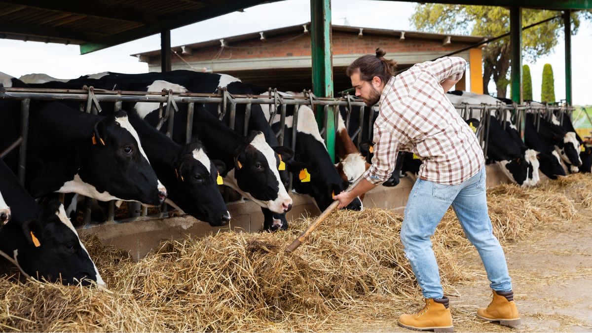 Alimentación de animales en una granja familiar.