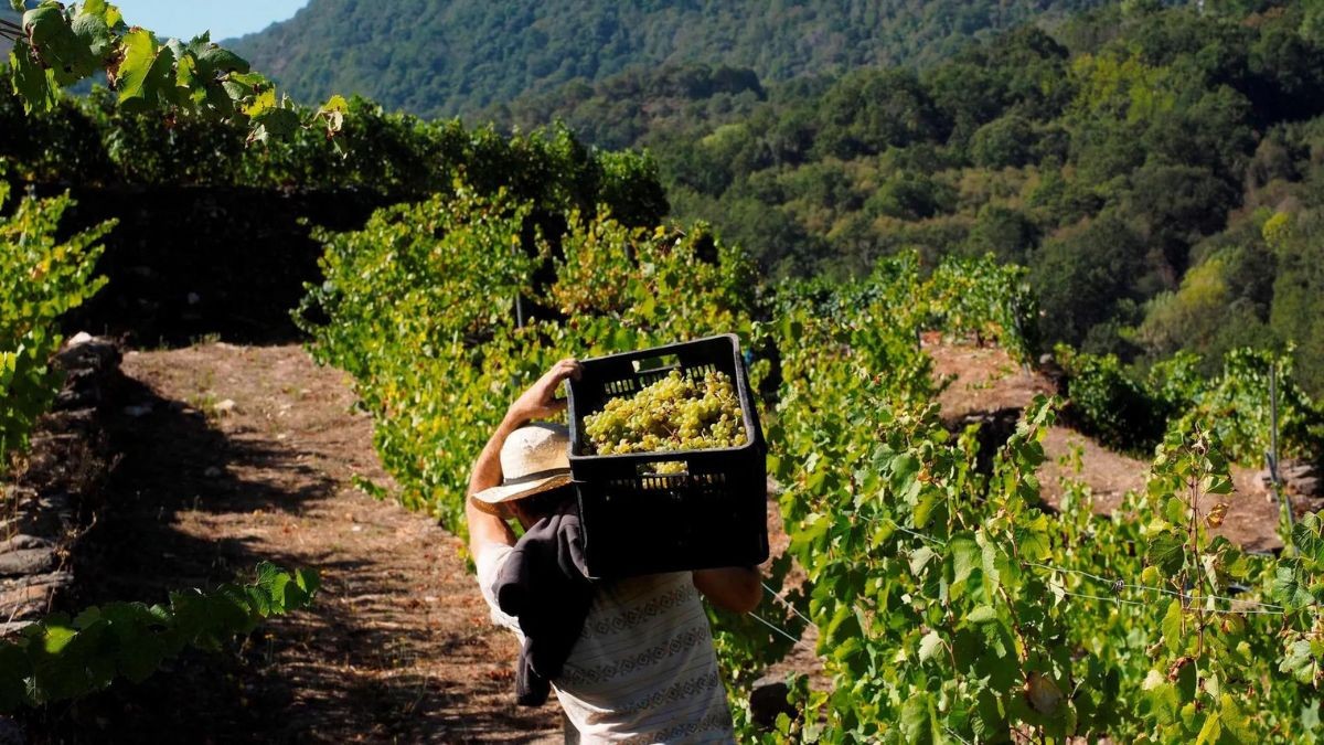 Sueldo de 2.300 euros sin experiencia ni estudios: se buscan trabajadores en La Rioja Un trabajador lleva uvas en plena temporada vitícola.