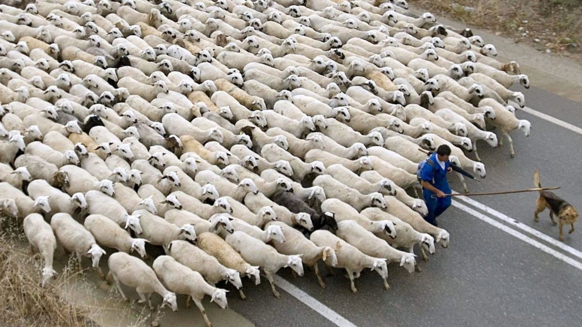 Un pastor con su rebaño.
