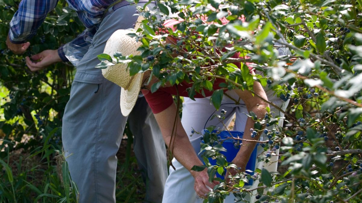 Dos trabajadores recogen arándanos.