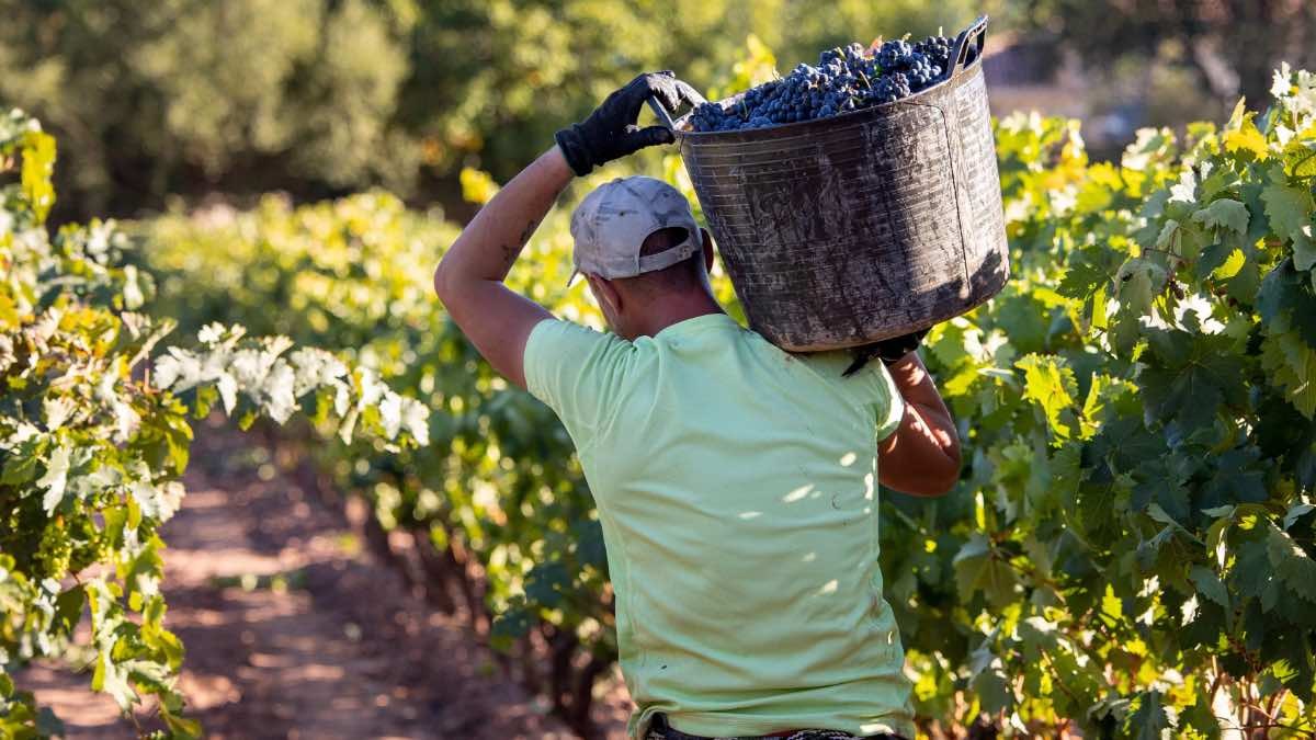 Un trabajador en la vendimia