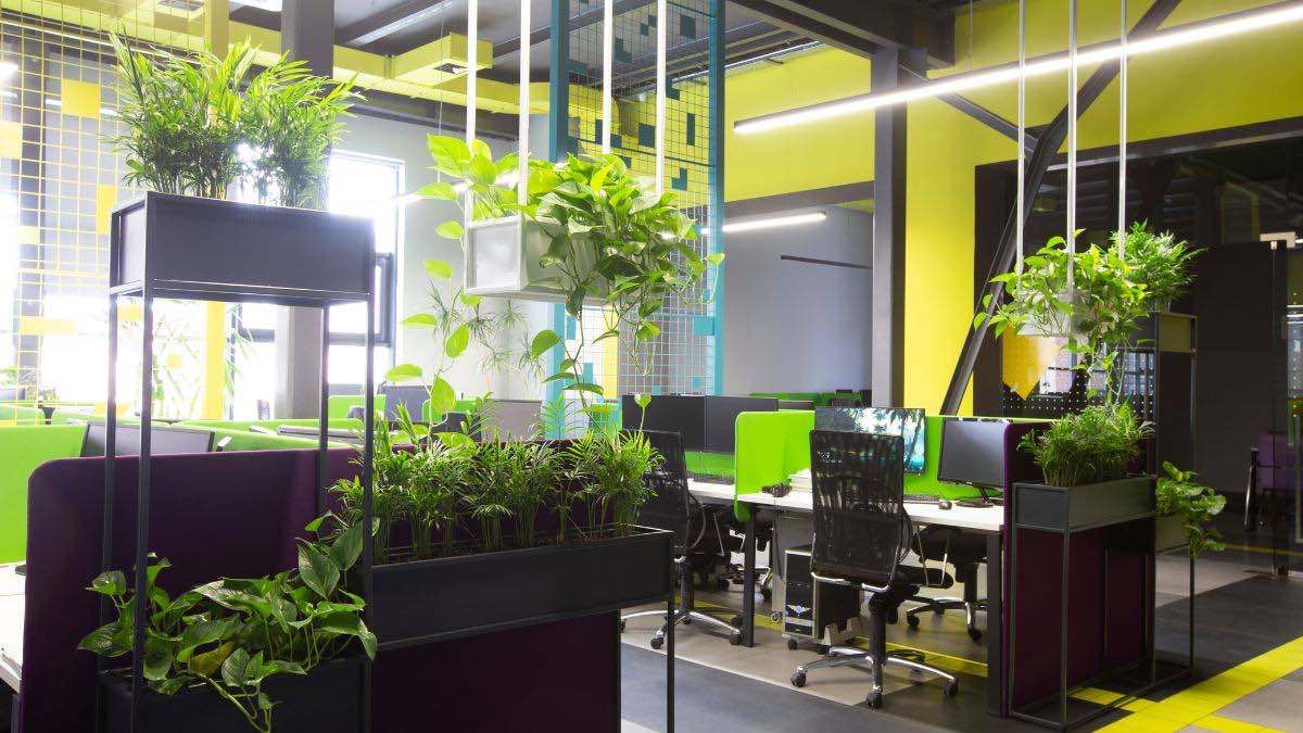 Oficina plantas naturales