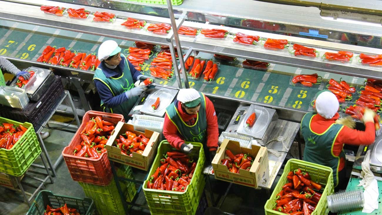 Empleo en Almería: 70 puestos de trabajo para un nuevo almacén hortofrutícola