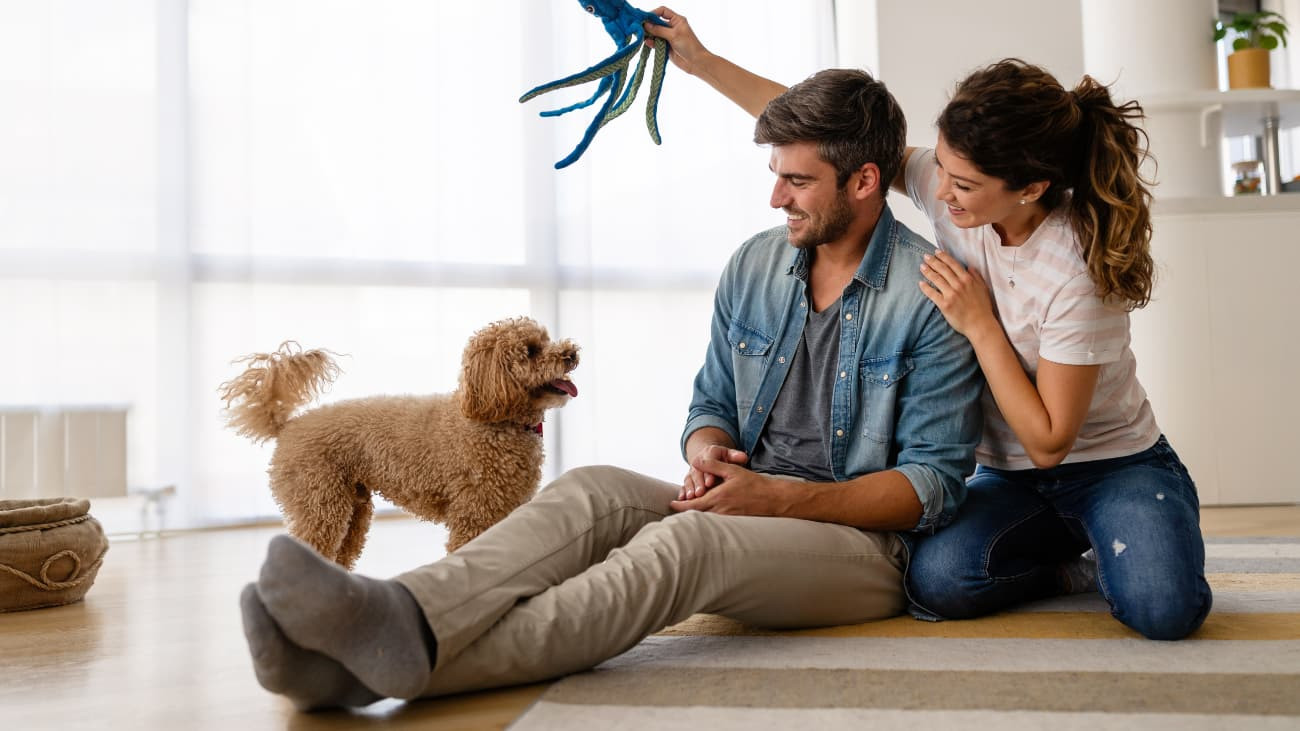 AdoptaMe, la aplicación para quienes buscan una mascota