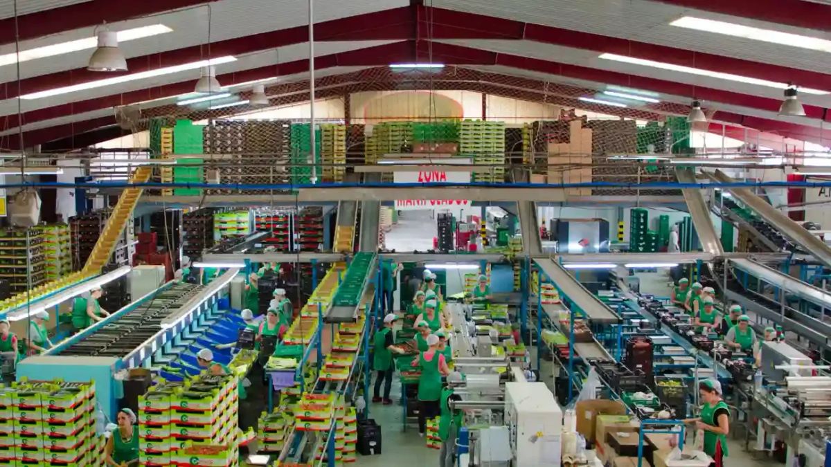 La campaña hortofrutícola de Almería creará 2.500 puestos de trabajo