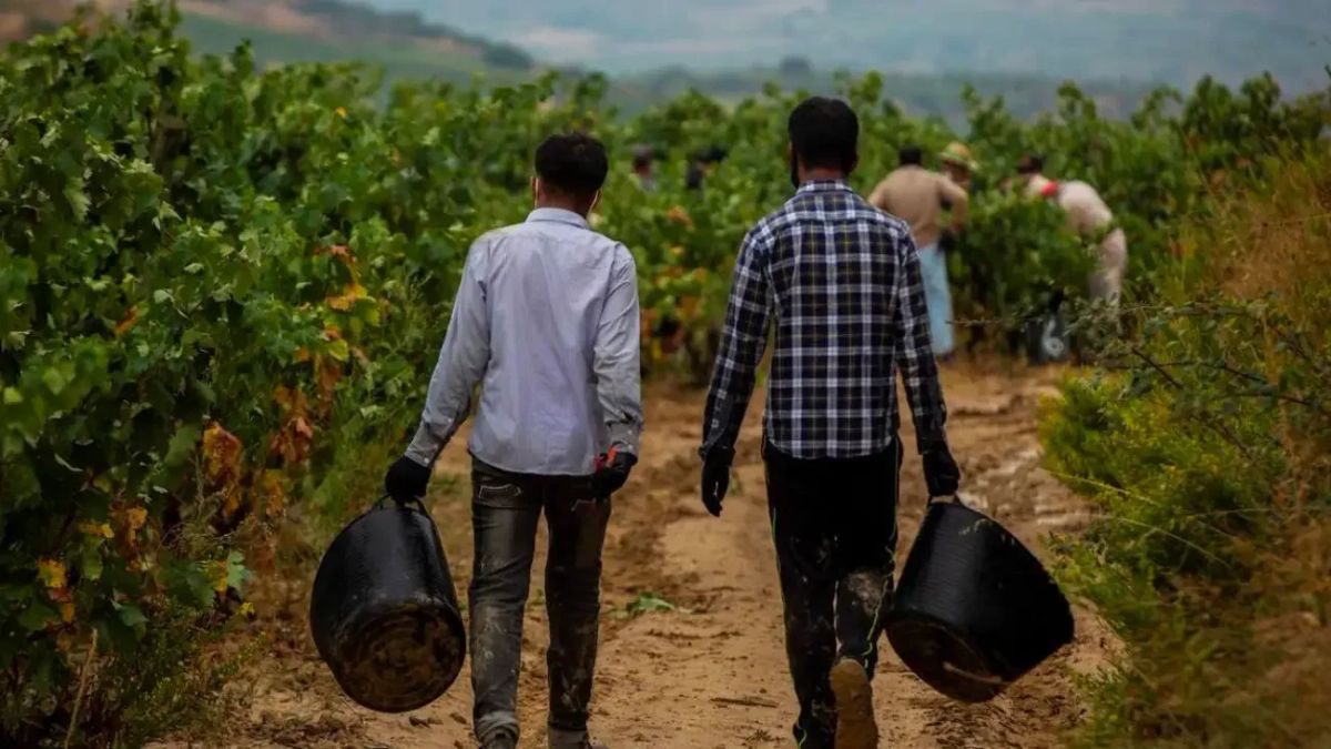 Oferta de Empleo: Álava busca 500 temporeros para su campaña agrícola