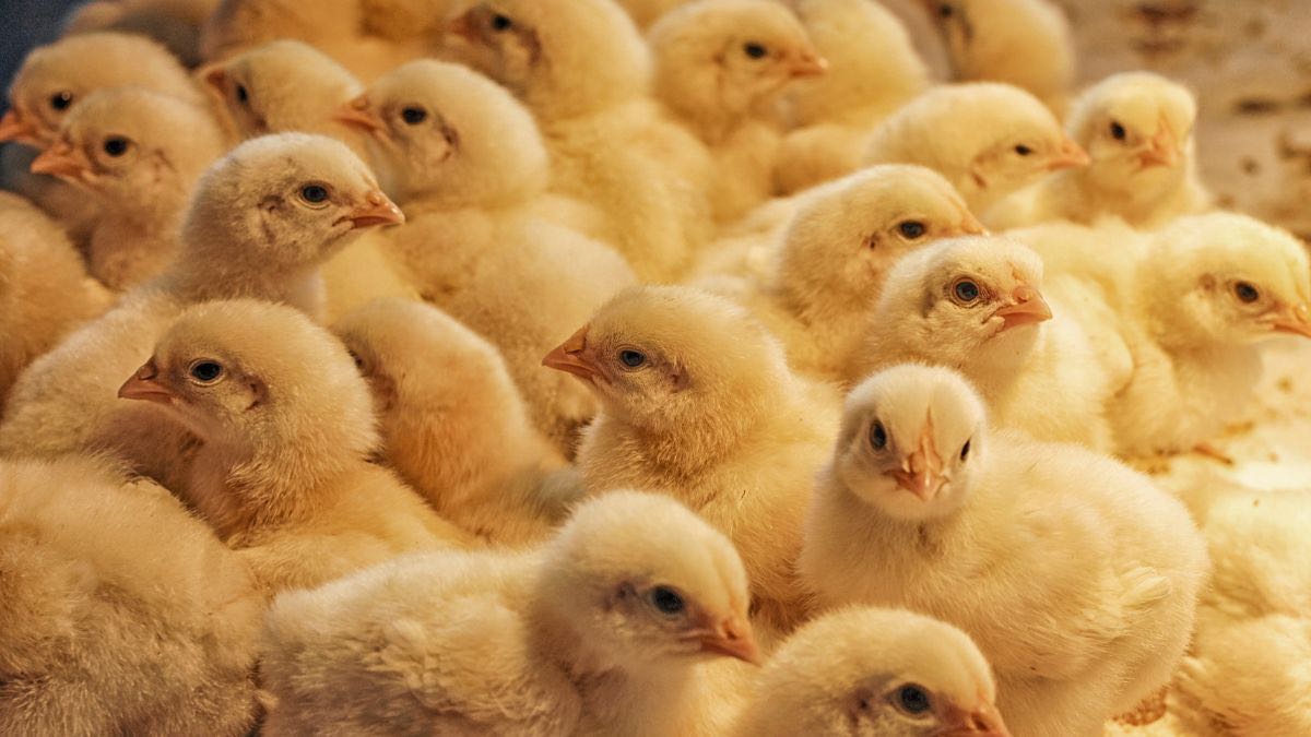 Sexador de pollos