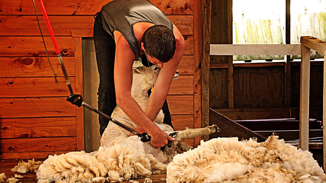 El Servicio Andaluz de Empleo (SAE) publica una oferta de empleo para 150 esquiladores de ovejas