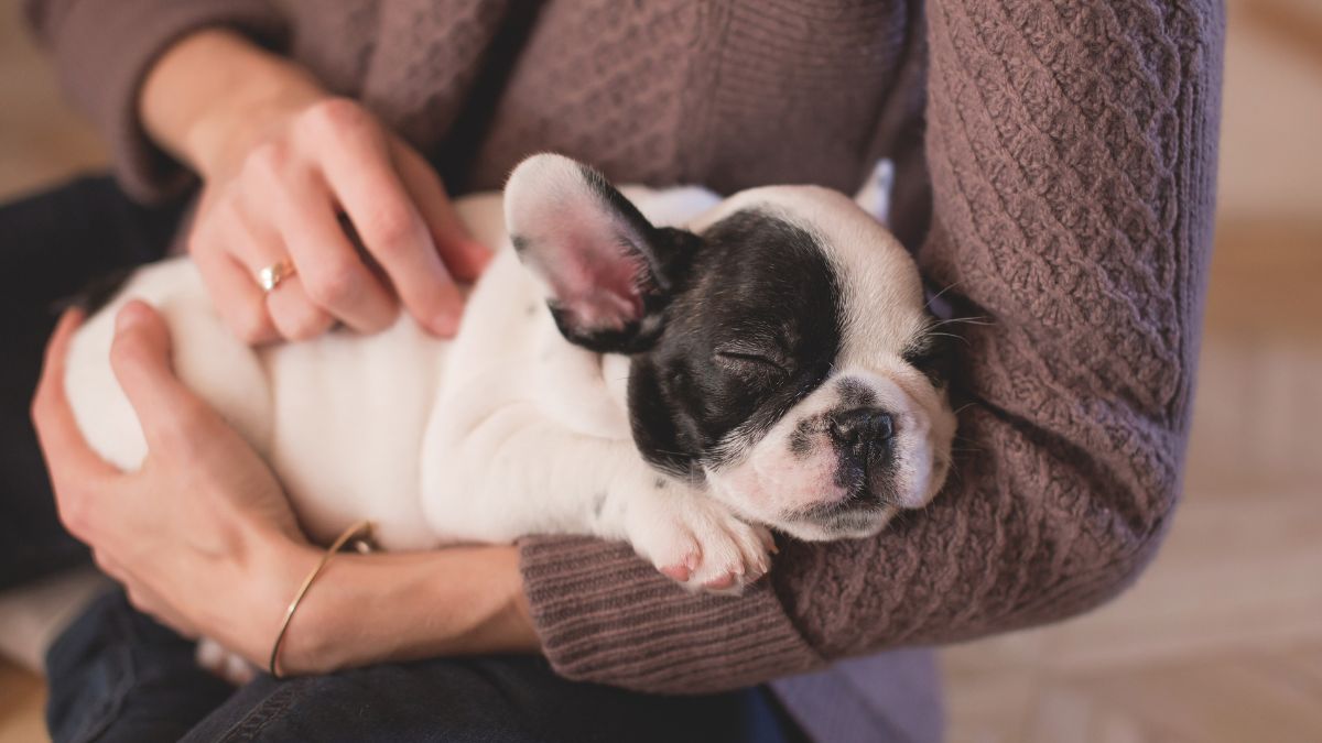 Compra de mascotas Ley de Bienestar Animal 
