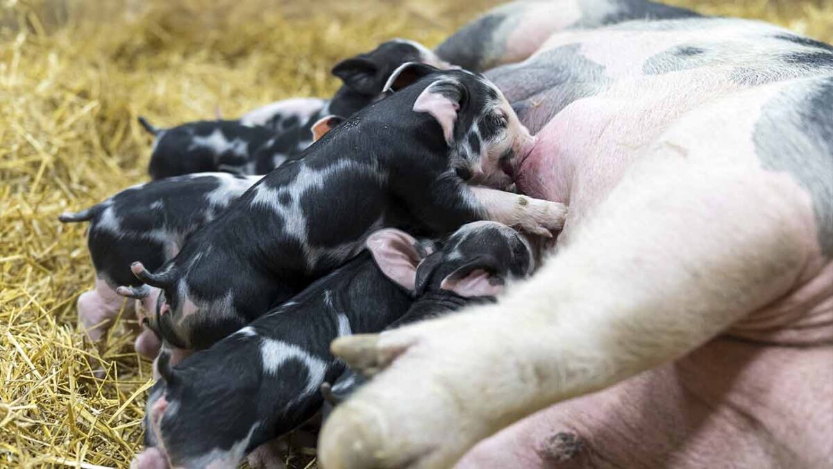 trabajar en Dinamarca